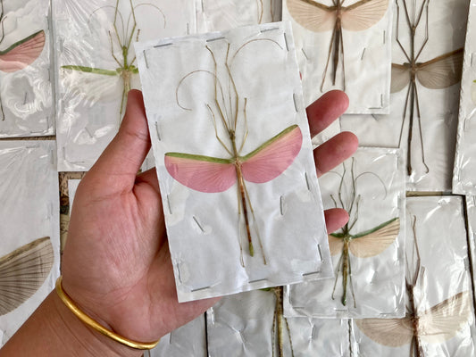 1 Mixed Spread Stick Insect, Random Selection, Entomology, Spread and Ready for your Projects
