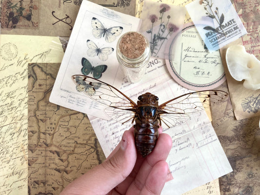 Cicada sp Spread, Real cicada, Clear wing Cicada, Indonesia, Entomology, Spread and ready for your projects