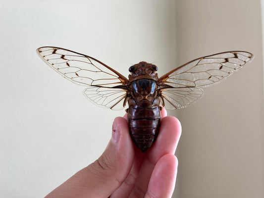 Cicada sp Spread, Real cicada, Clear wing Cicada, Indonesia, Entomology, Spread and ready for your projects