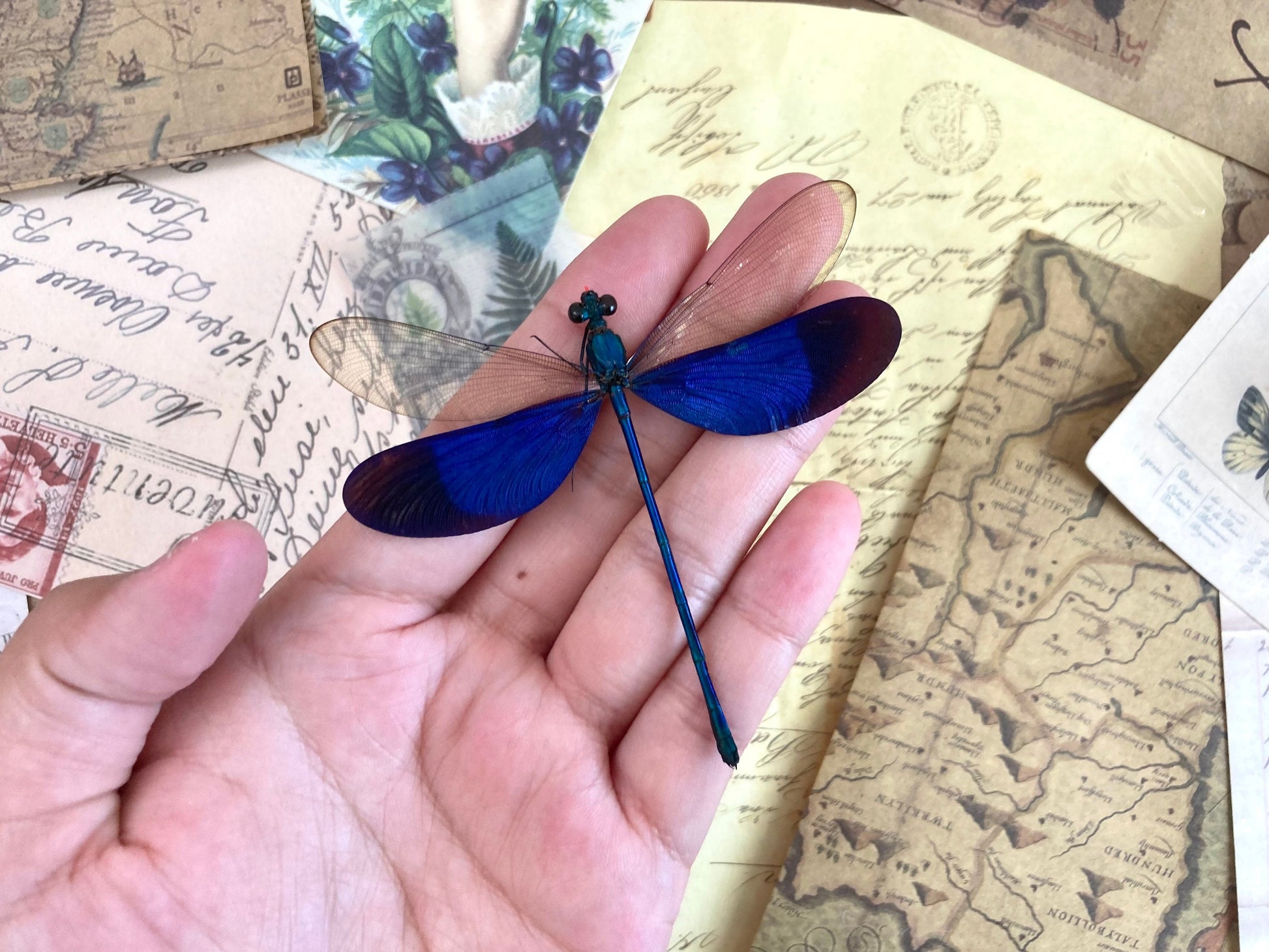 Neurobasis kaupi Spread, Sulawesi, blue clear dragonfly damselfly Indonesia, Electric blue wing Dragonfly, Entomology