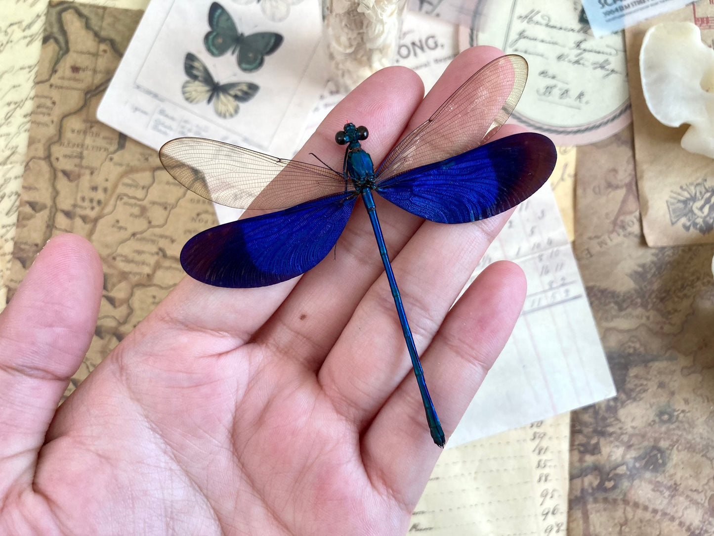 Neurobasis kaupi Spread, Sulawesi, blue clear dragonfly damselfly Indonesia, Electric blue wing Dragonfly, Entomology