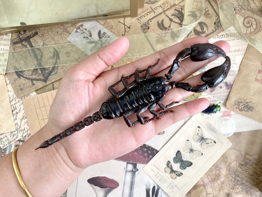 Heterometrus Laoticus Giant Emperor Scorpion, Thailand, Giant Scorpion, Real large Scorpion, Entomology, Arachnids