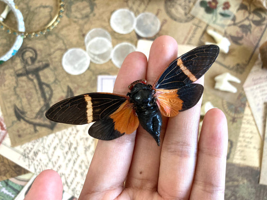 Tosena paviei Spread, ONE REAL black orange cicada Thailand