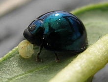 Steelblue ladybird, Halmus chalybeus, Blue Ladybugs, small beetle, blue beetle, Lady bug, insect specimen