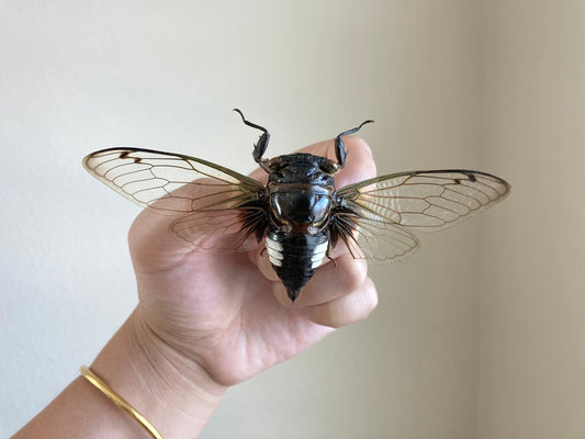 Cryptotympana Acuta - Black Clearwing Cicada - Java Indonesia - Entomology - Specimen
