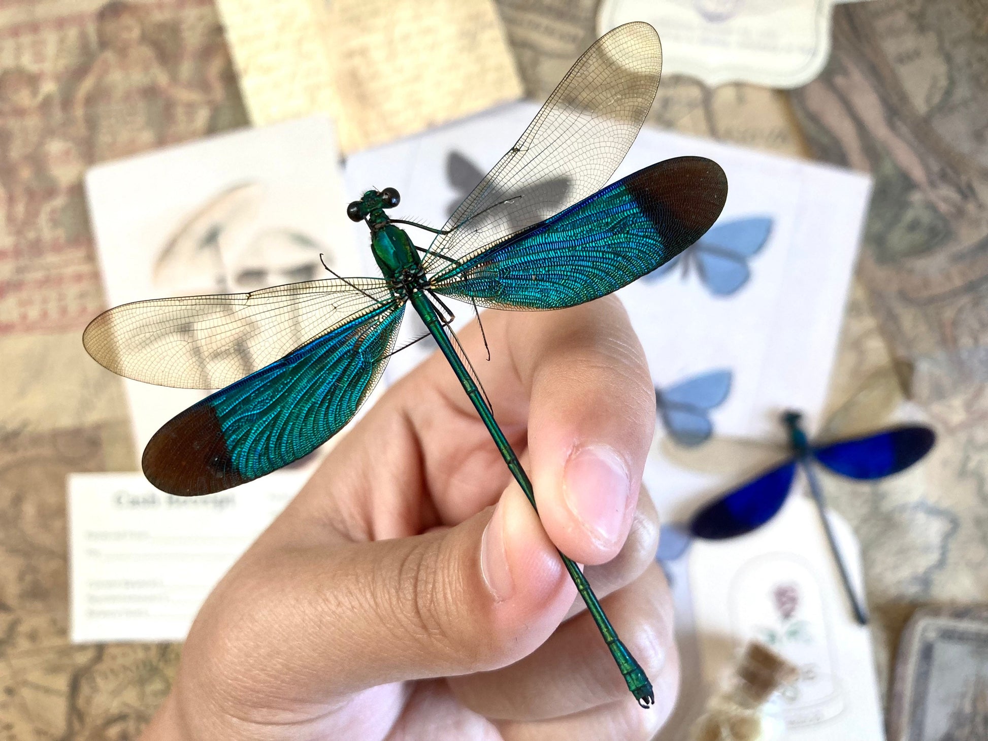 Neurobasis chinensis Spread,E.Java, Green Dragonfly, Colorful damselfly