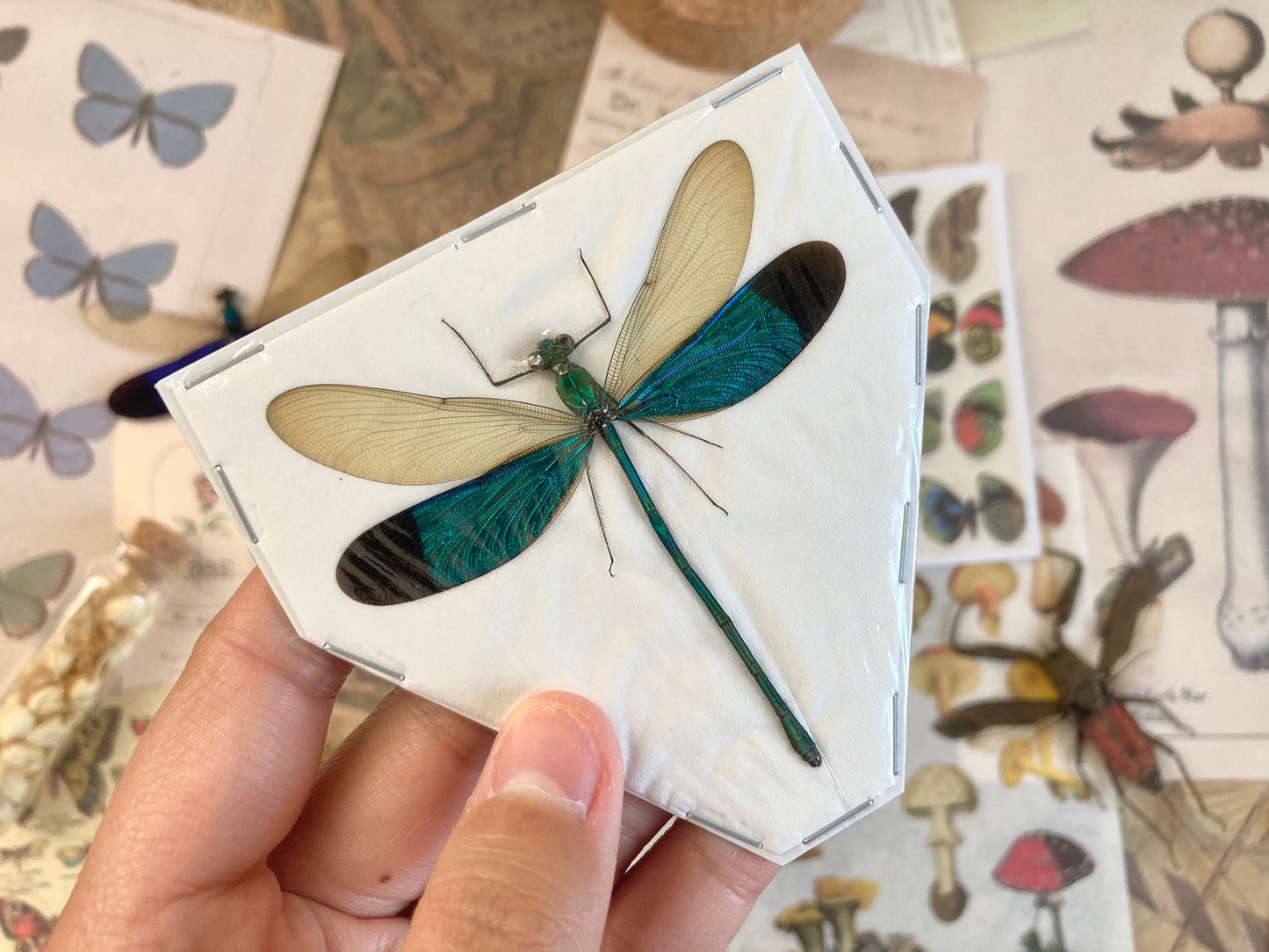 Neurobasis chinensis Spread,E.Java, Green Dragonfly, Colorful damselfly