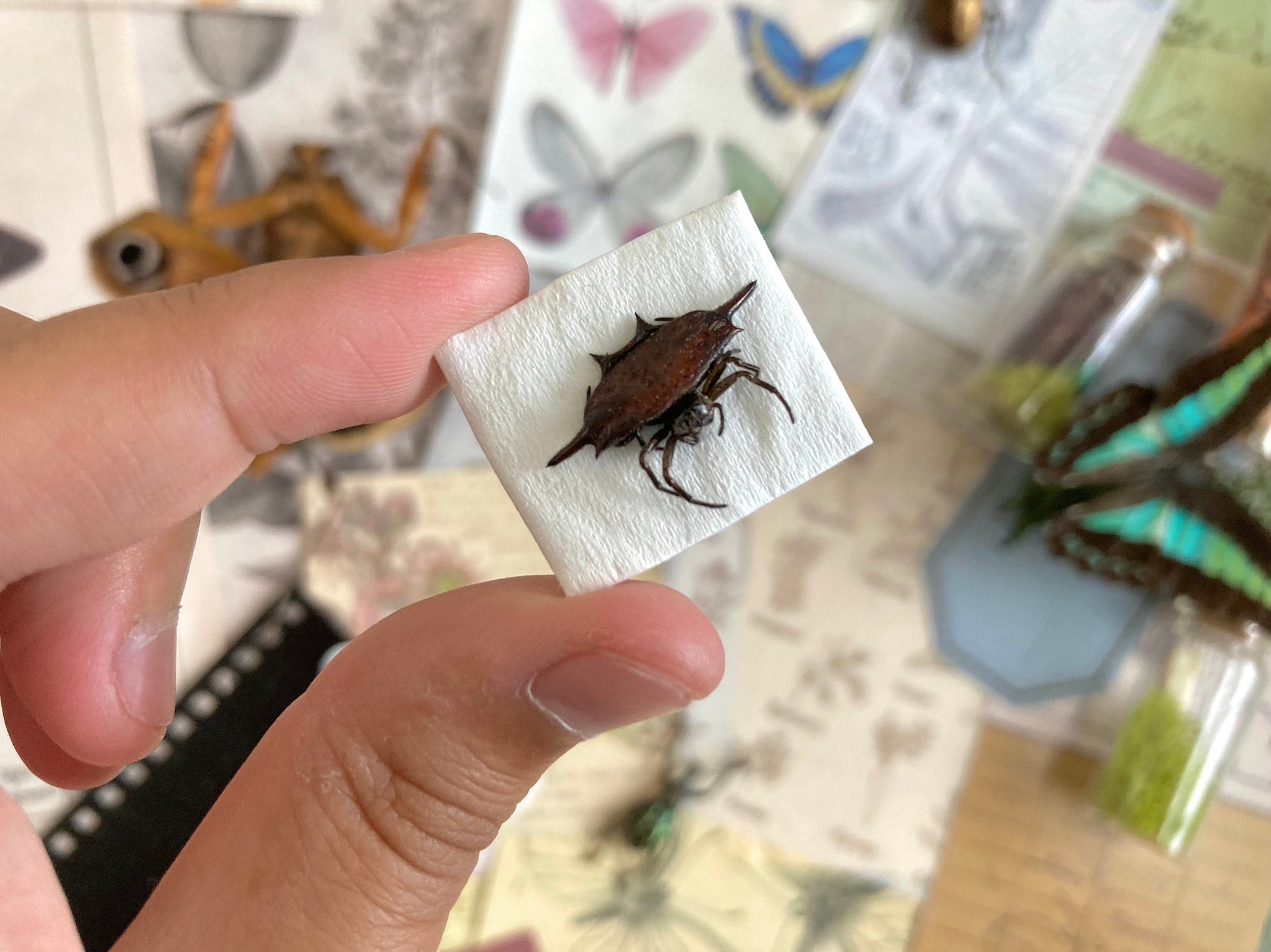 Spiny Orb Weaver Spider, Gasteracantha diardi, Crab Spider, Small Spider, orb Spider, Arachnids
