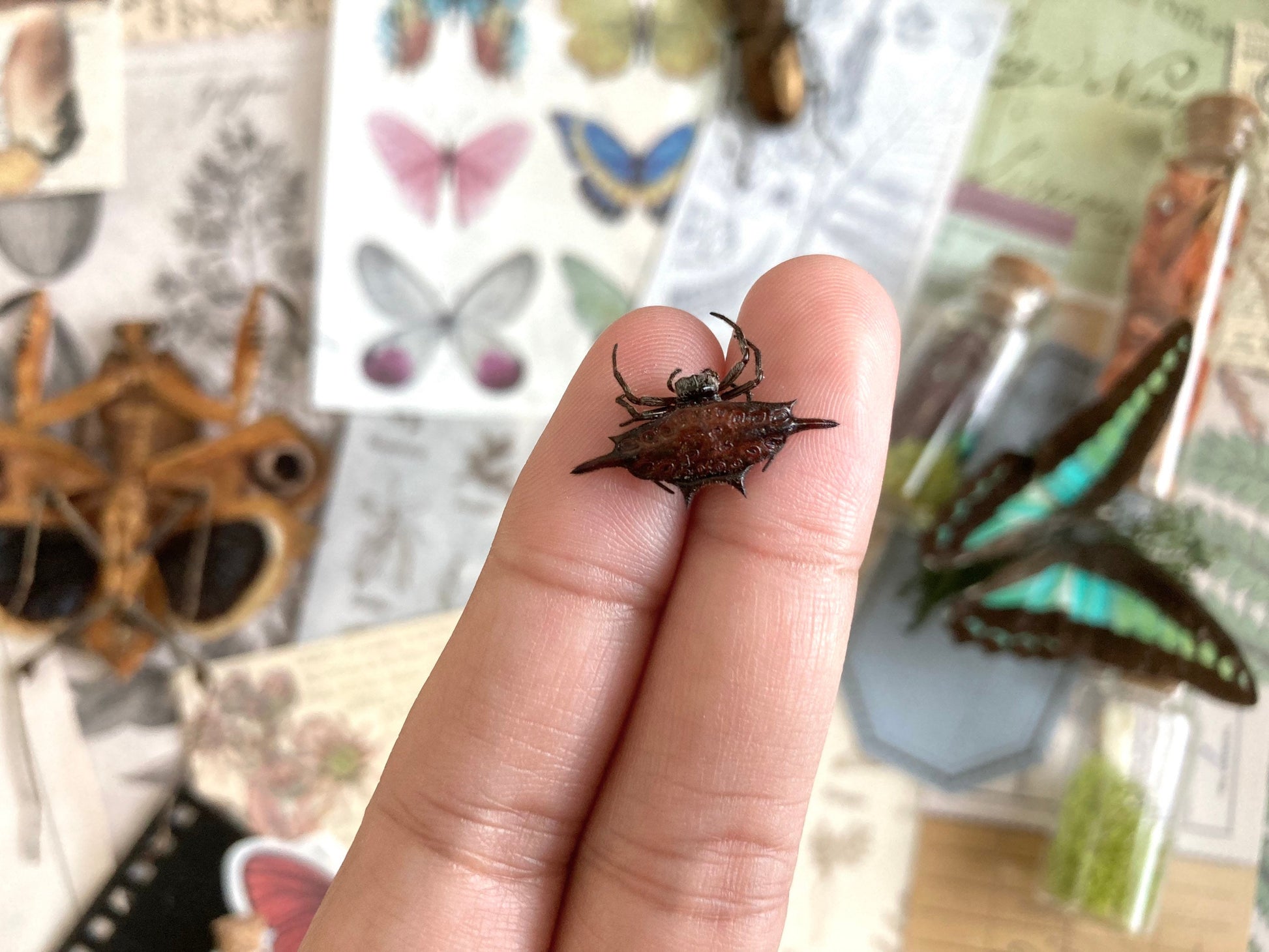 Spiny Orb Weaver Spider, Gasteracantha diardi, Crab Spider, Small Spider, orb Spider, Arachnids