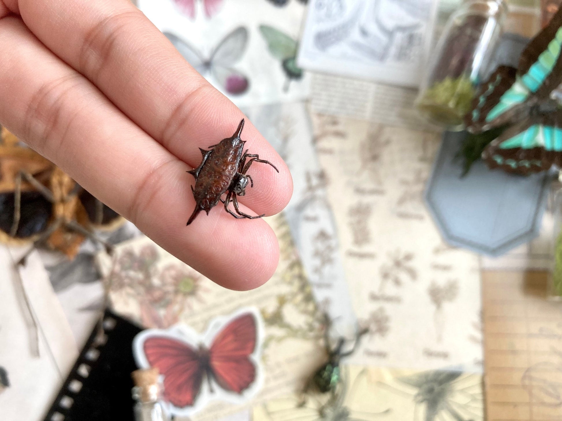 Spiny Orb Weaver Spider, Gasteracantha diardi, Crab Spider, Small Spider, orb Spider, Arachnids