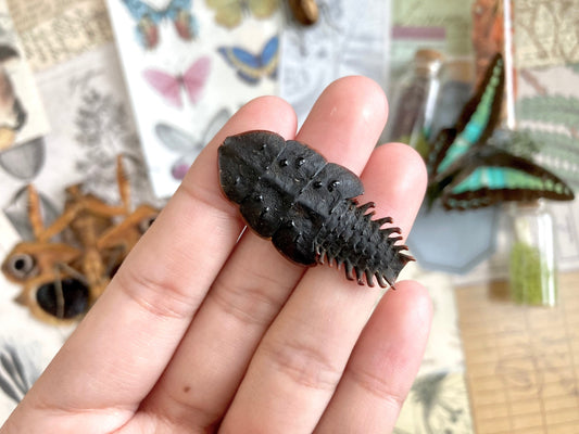 Platerodrilus Specimen, Duliticola, Lycidae, Real Insect, Entomology