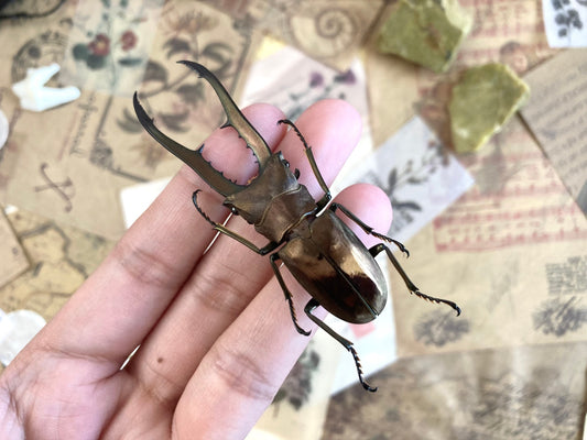Cyclommatus metallifer finae Peleng Is. +60~+65mm Long jaw Beetle Cyclommatus metallifer finae Insects Specimen, Oddities, Collectible