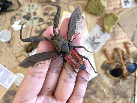 LARGE Nepa rubra E.Java, Spread, Red toe biter Real Insect Taxidermy
