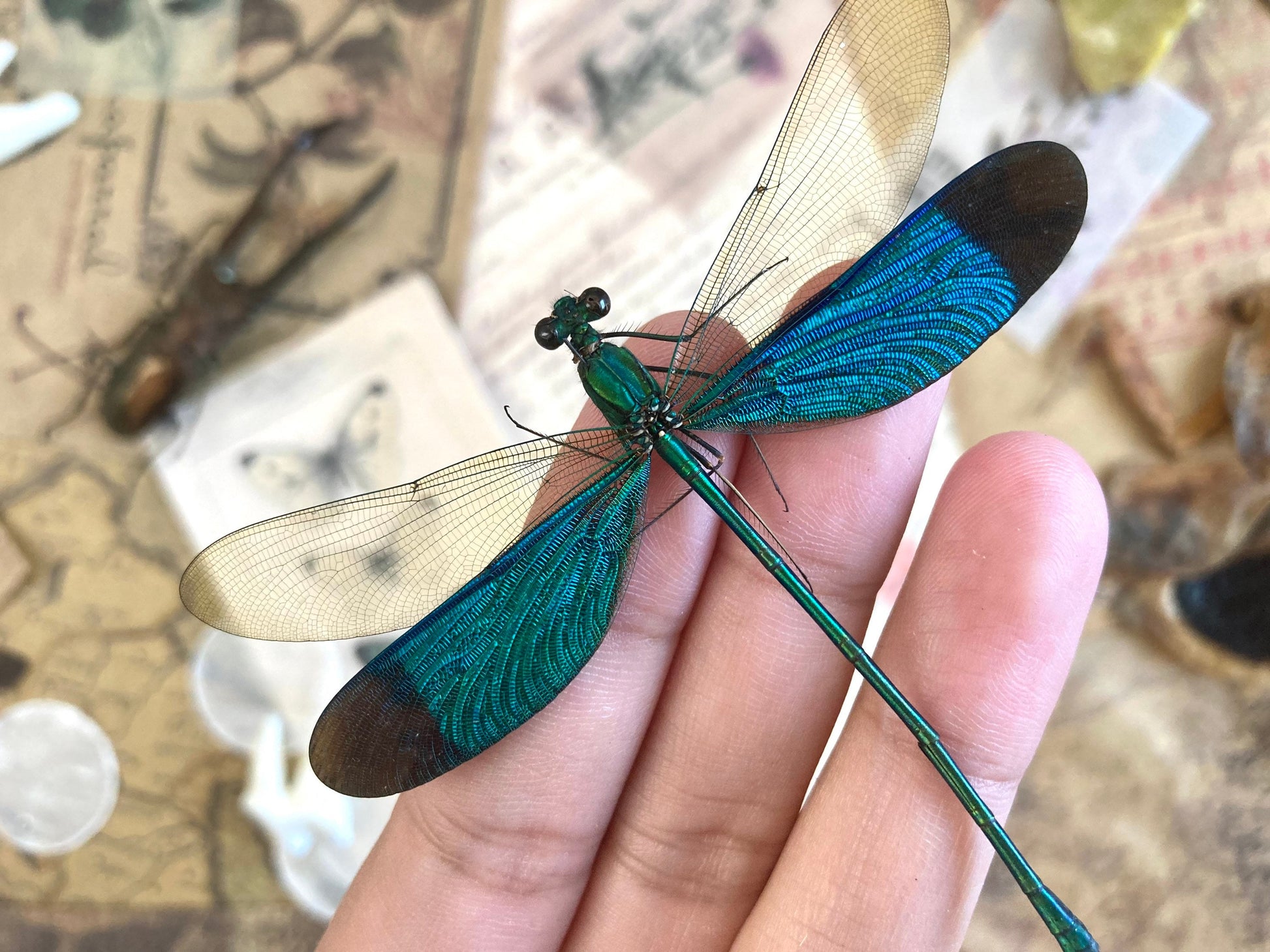 Neurobasis chinensis Spread,E.Java, Green Dragonfly, Colorful damselfly