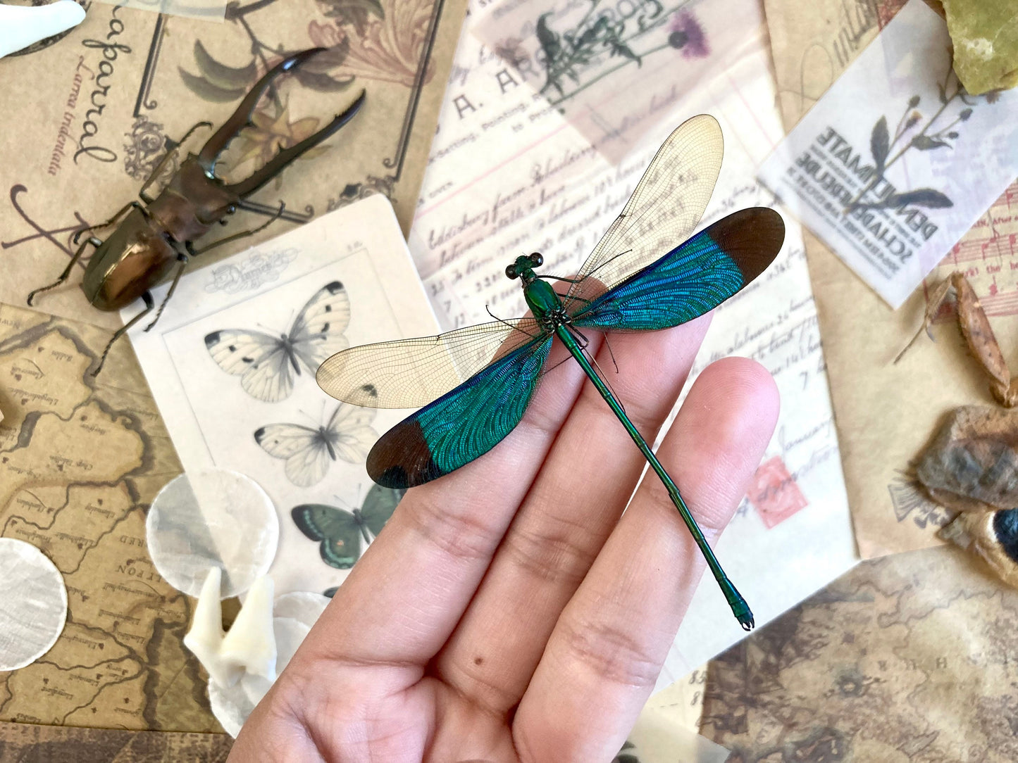 Neurobasis chinensis Spread,E.Java, Green Dragonfly, Colorful damselfly