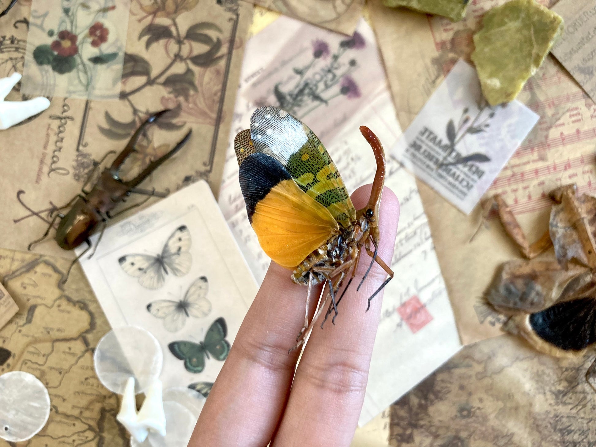 Pyrops candelaria, Unmounted, Green yellow lanternfly, Real lanternfly, Entomology