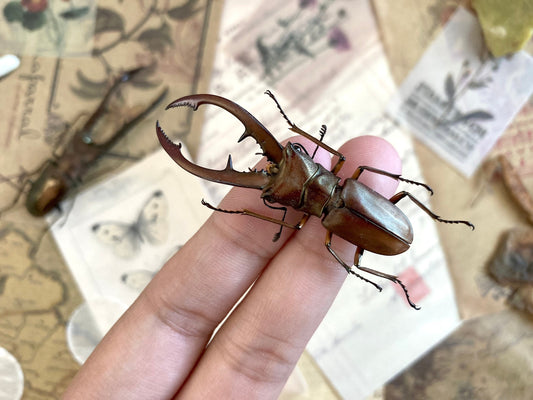 Cyclommatus tarandus Kalimantan +40~+45mm