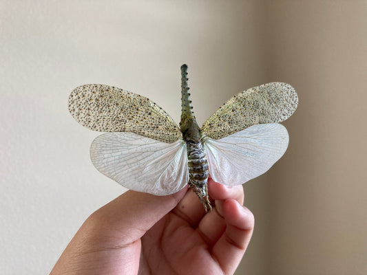 Zanna nobilis, white fulgorid leaf hopper Malaysia