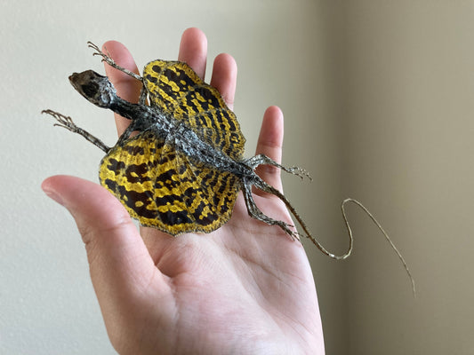 Flying lizard Draco volans (Draco sp.) (Yellow) Spread, common flying dragon, Real Lizard, Spread Flying lizard, Lizard specimen, Lizard