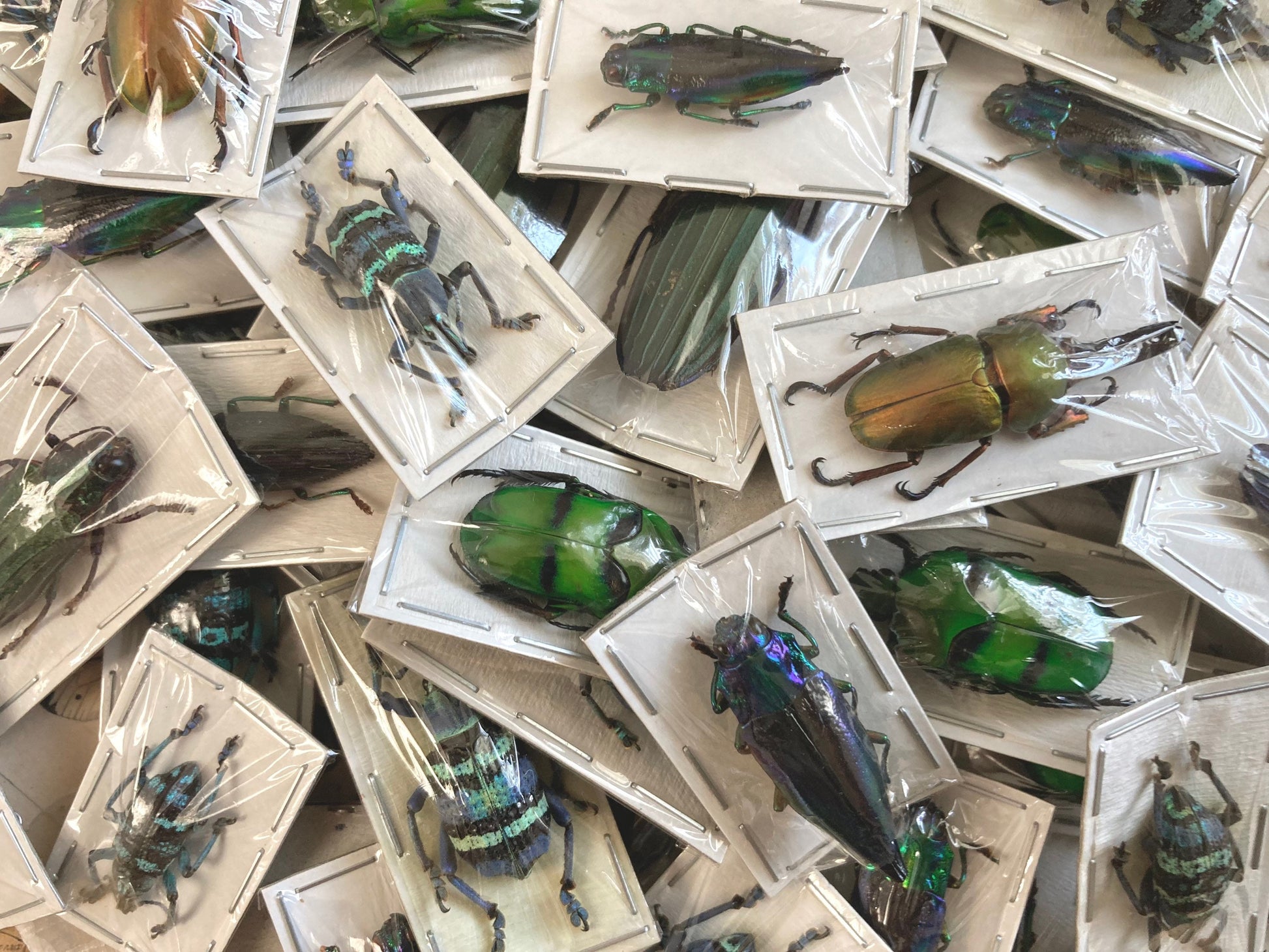 Mixed Real Beetles, Package of 5, Pack of Mixed Beetles, Entomology, Collectable insect