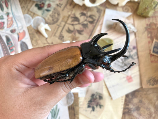 Eupatorus gracilicornis Large, 5 horned Beetle, Real large Rhinoceros beetle, Giant Beetle, Horned Beetle,  Entomology