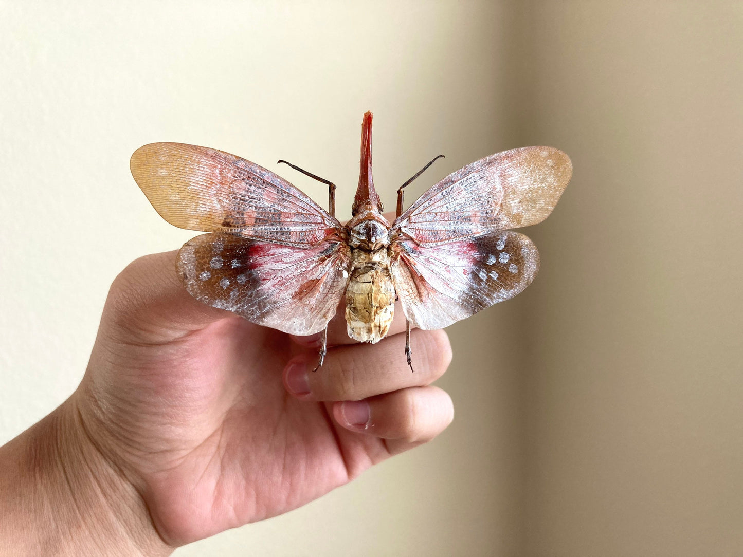Pyrops sultanus (spread), Lanternfly, Leaf Hopper, Entomology, Spread lantern bug, real insect, curio
