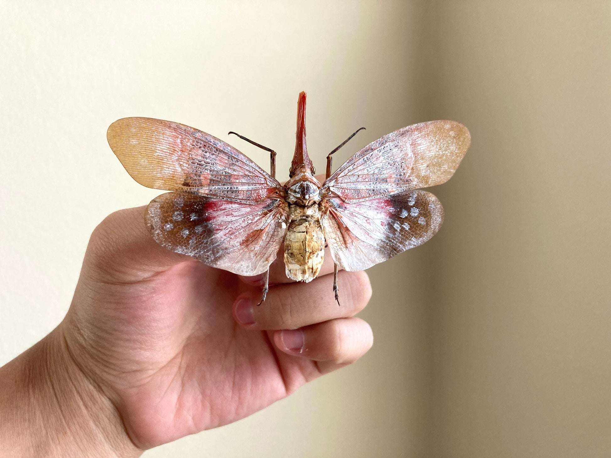 Pyrops sultanus (spread), Lanternfly, Leaf Hopper, Entomology, Spread lantern bug, real insect, curio