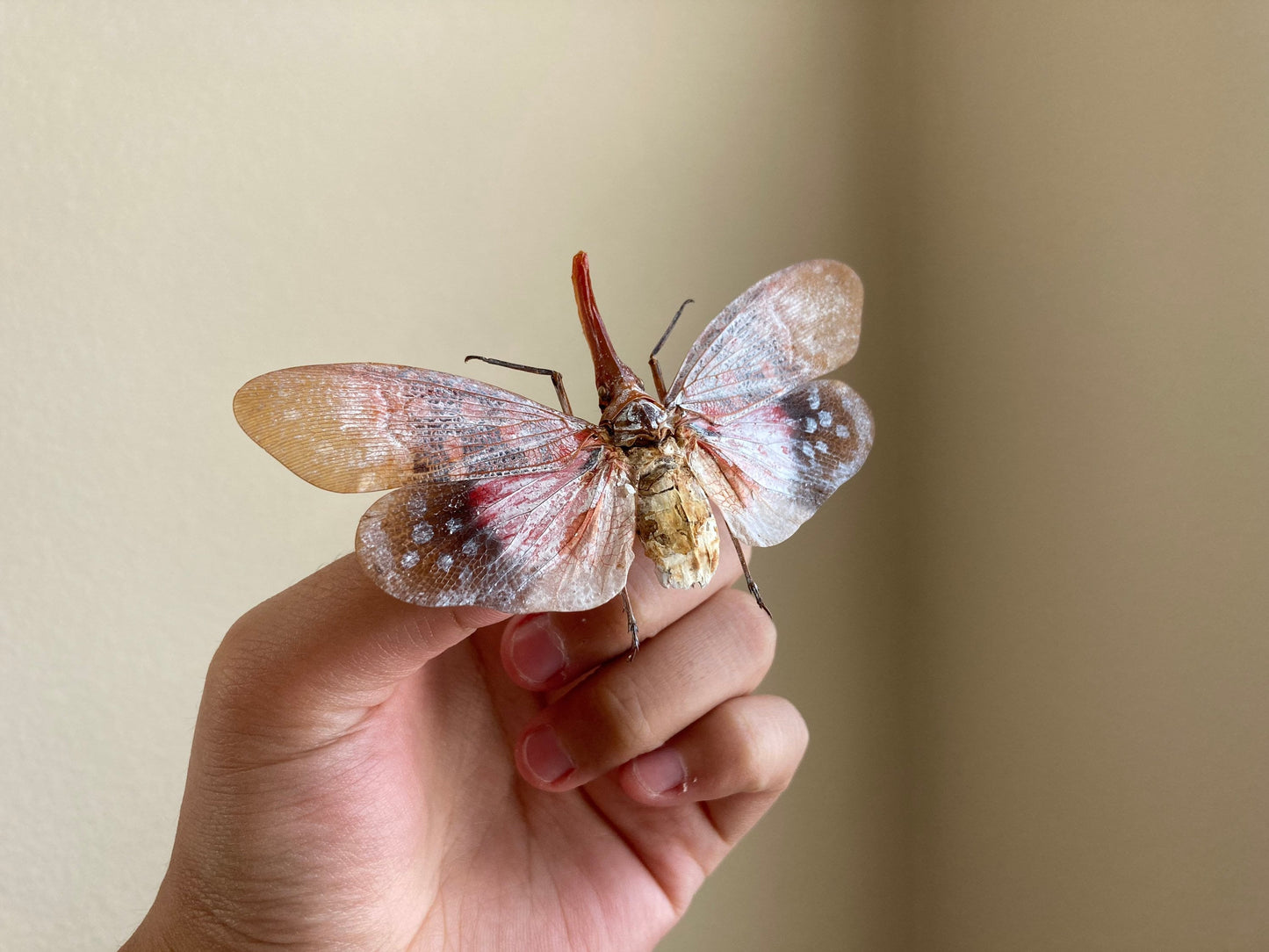 Pyrops sultanus (spread), Lanternfly, Leaf Hopper, Entomology, Spread lantern bug, real insect, curio