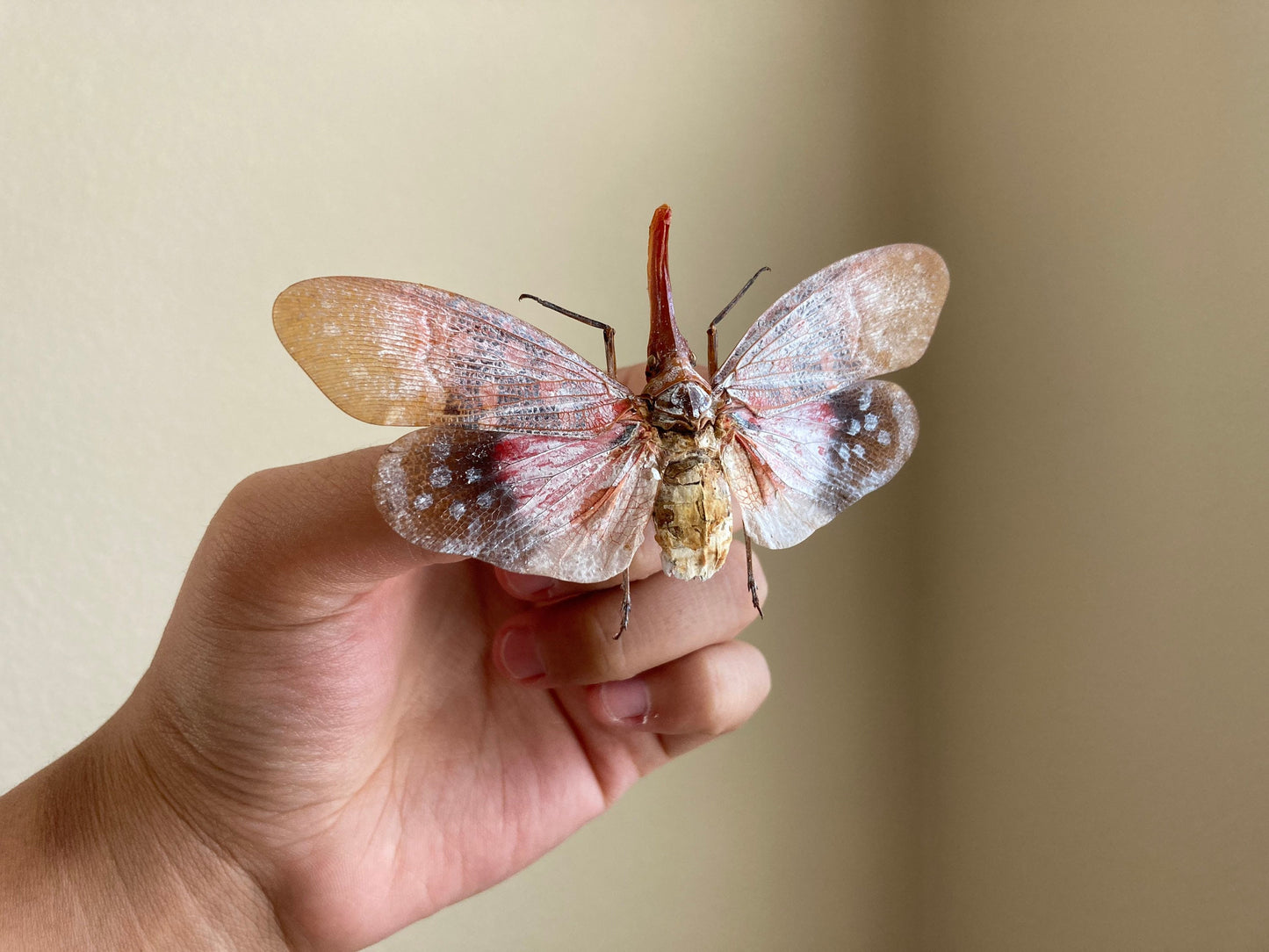 Pyrops sultanus (spread), Lanternfly, Leaf Hopper, Entomology, Spread lantern bug, real insect, curio