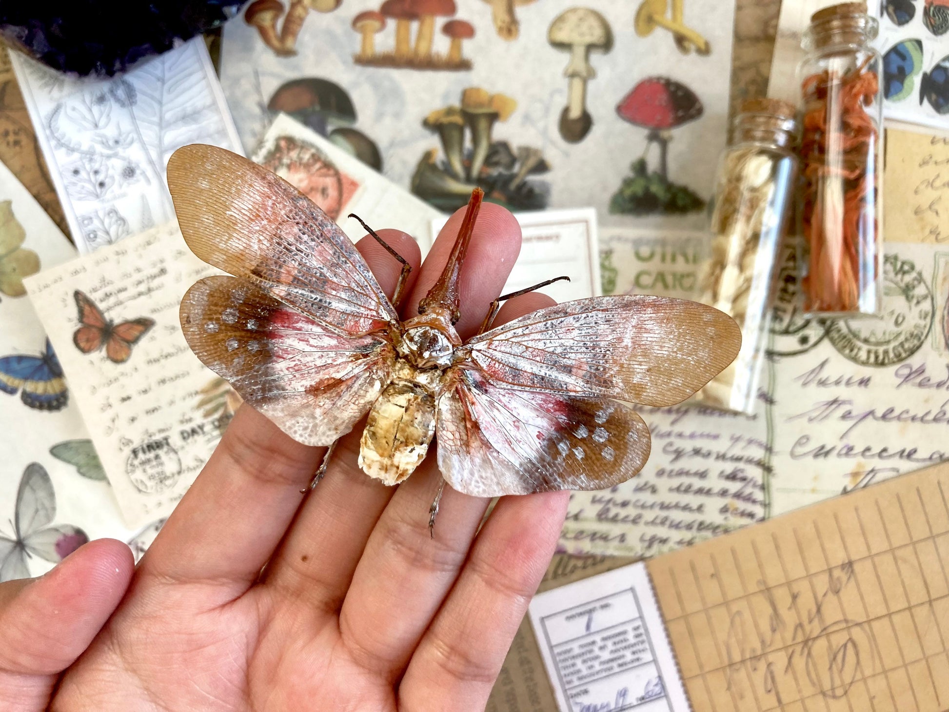 Pyrops sultanus (spread), Lanternfly, Leaf Hopper, Entomology, Spread lantern bug, real insect, curio