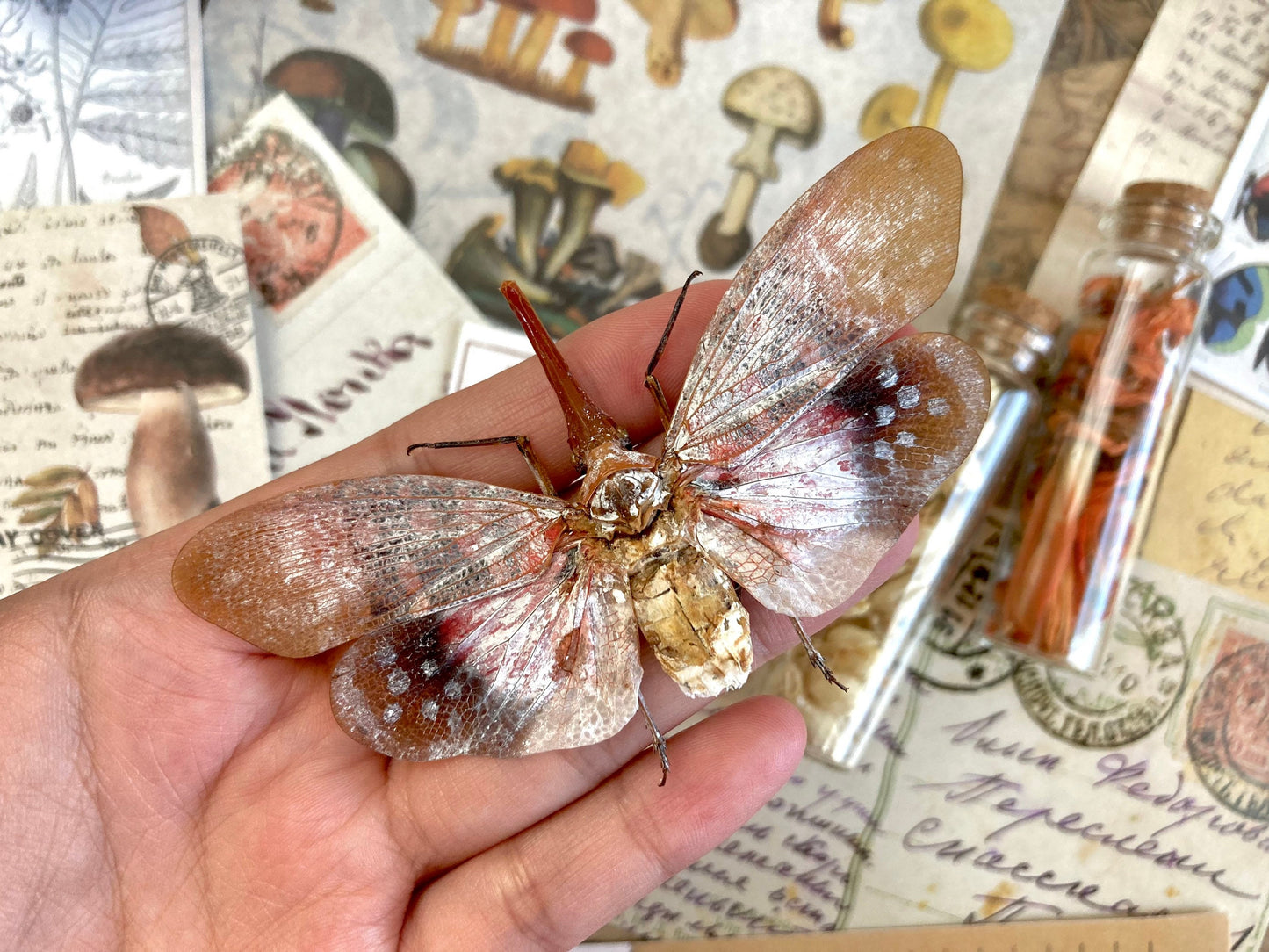 Pyrops sultanus (spread), Lanternfly, Leaf Hopper, Entomology, Spread lantern bug, real insect, curio