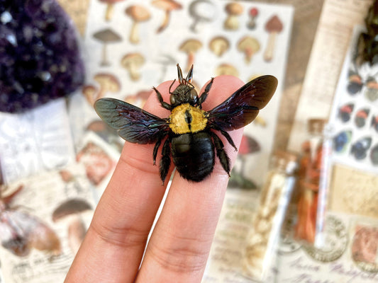 Yellow Bee, Xylocopa aestuans SPREAD, Entomology, Insects, Arthopoda