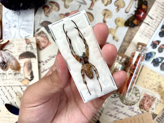 Asian Hermit Spider, Nephilengys malabarensis, Real Spider Specimen, Arachnids, Unmounted Spider