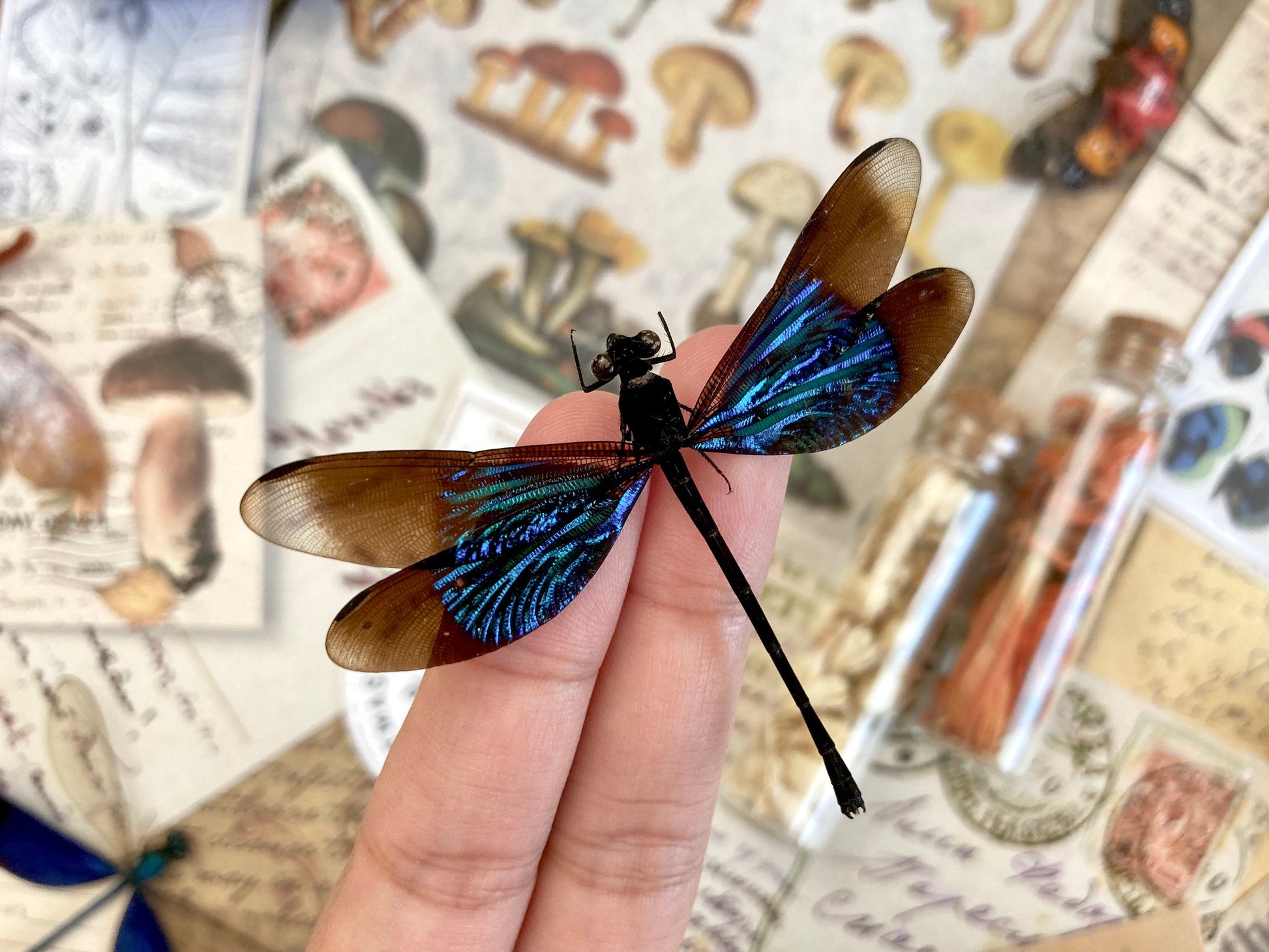 Super Teal Glittering Damselfly, Real Dragonfly Euphaea refulgens