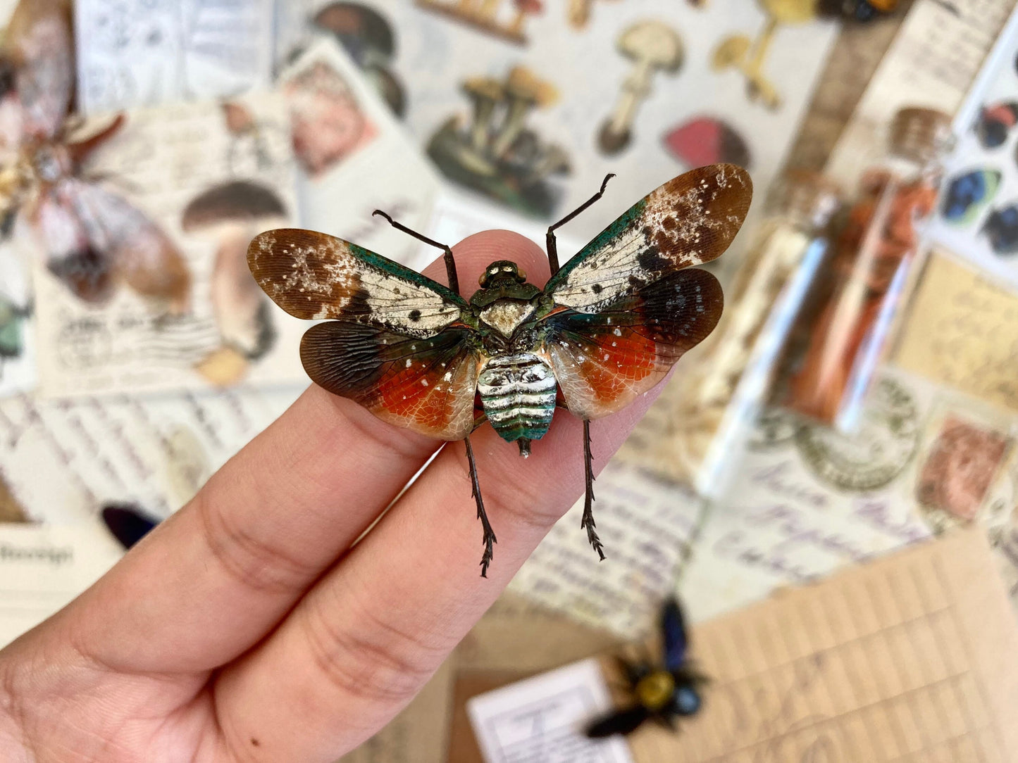 Penthicodes farinosa borneo (spread), Lanternfly, Spread Lanternfly, Entomology, Rainbow Lanternfly, Colorful Lanternfly