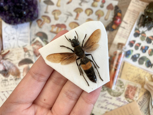 Tiger Hornet, Vespa tropica (spread), Real Wasp, Greater banded hornet, Real Specimen, Entomology