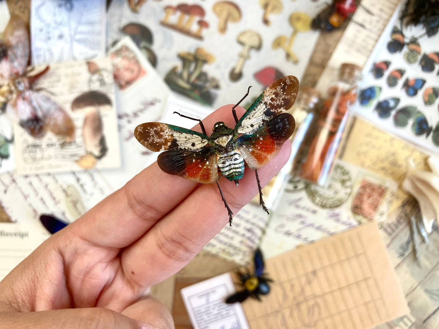 Penthicodes farinosa borneo (spread), Lanternfly, Spread Lanternfly, Entomology, Rainbow Lanternfly, Colorful Lanternfly