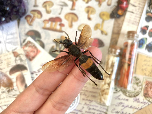 Tiger Hornet, Vespa tropica (spread), Real Wasp, Greater banded hornet, Real Specimen, Entomology