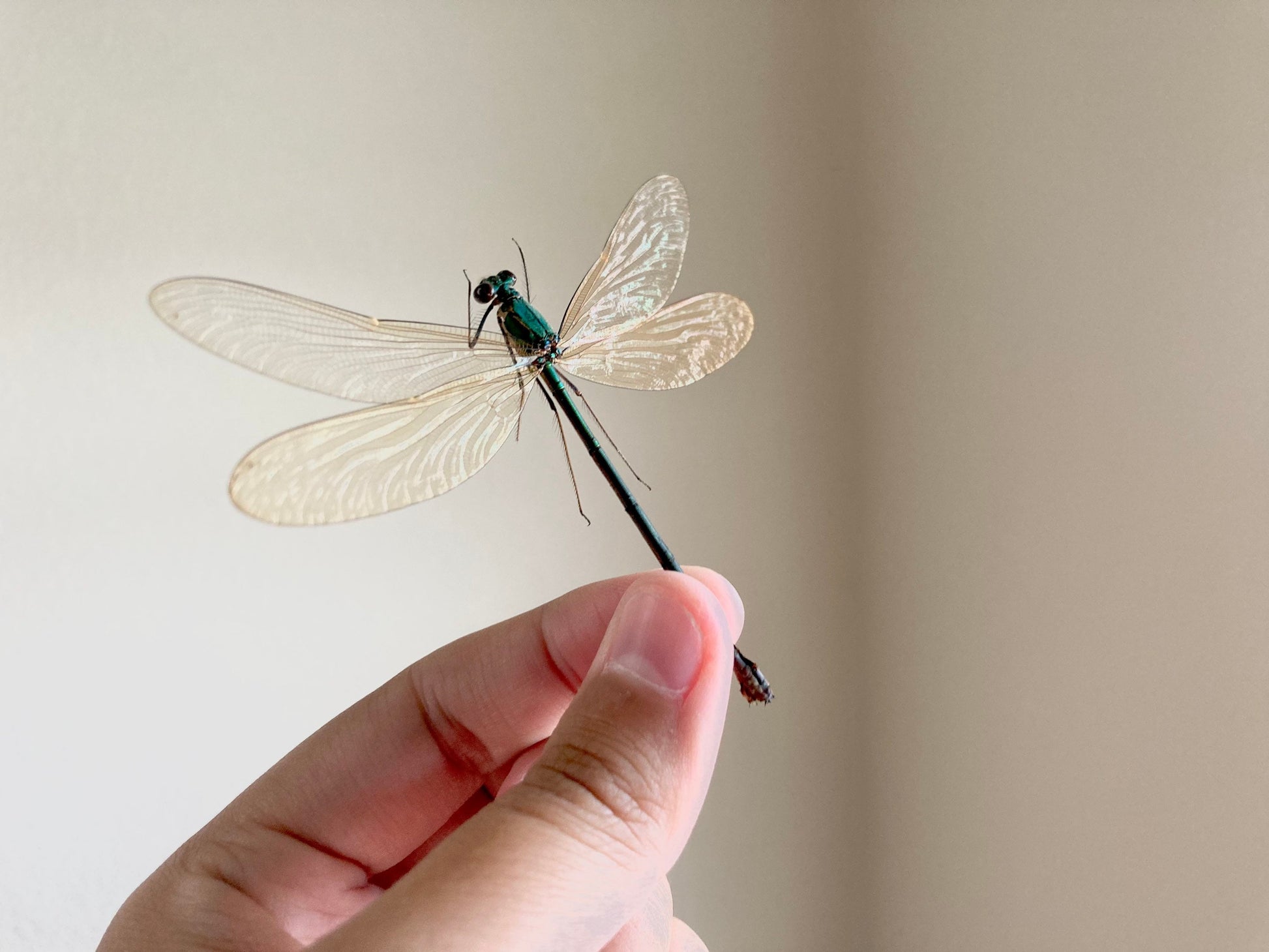 Neurobasis kaupi Spread, Sulawesi, FEMALE, Real Dragonfly, Entomology, Real insect, Spread Damselfly