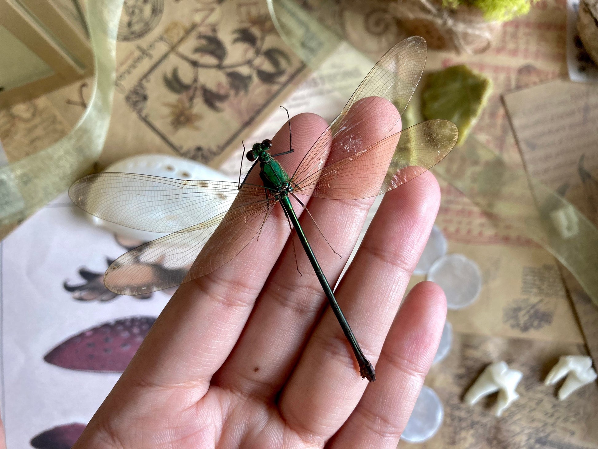 Neurobasis kaupi Spread, Sulawesi, FEMALE, Real Dragonfly, Entomology, Real insect, Spread Damselfly