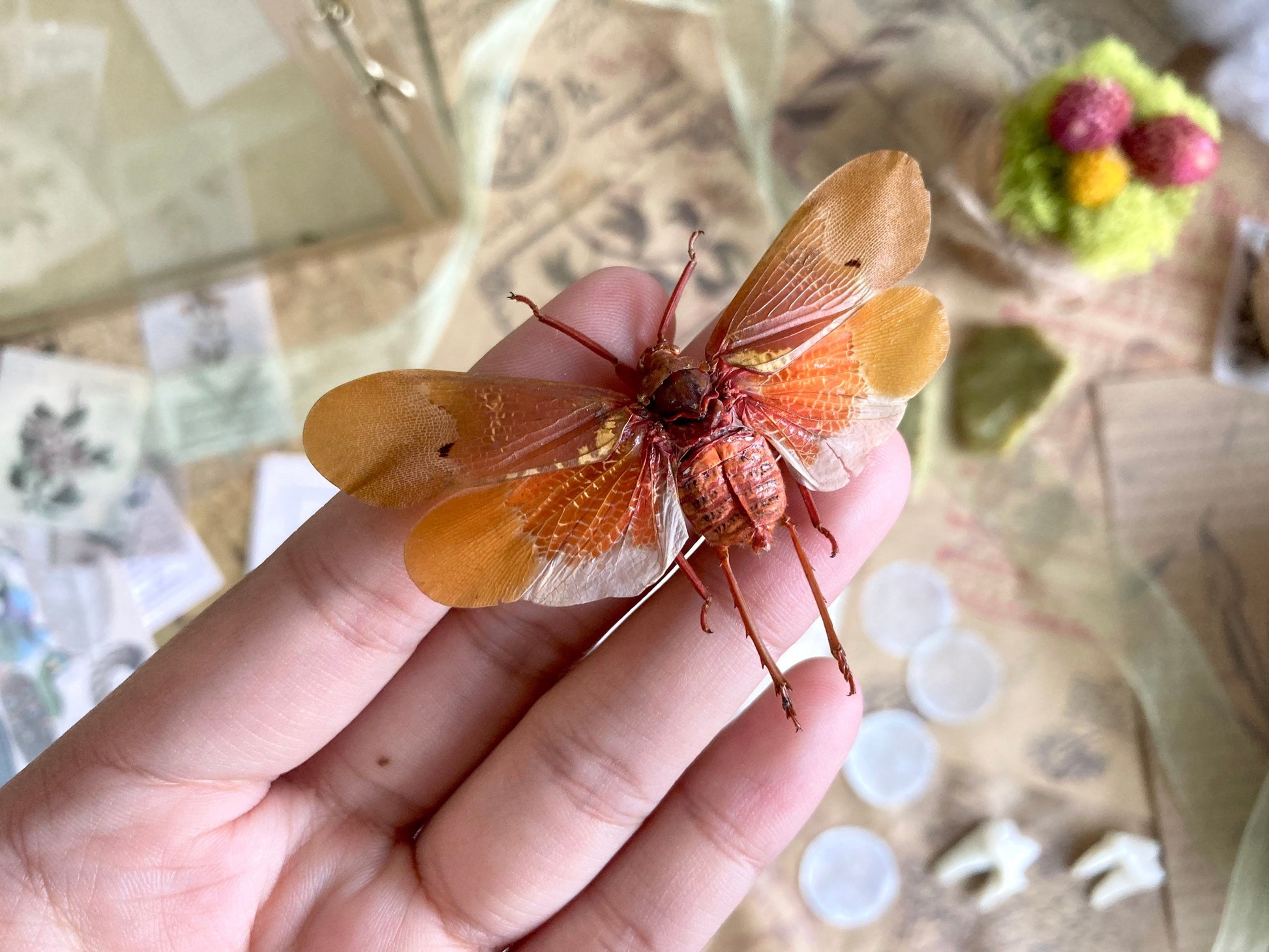 Sunburst Lanternfly Spread and Ready to Mount, Orange Wing Lanternfly, Orange Plant Hopper, Entomology, Real insect, Scamandra sanguiflua