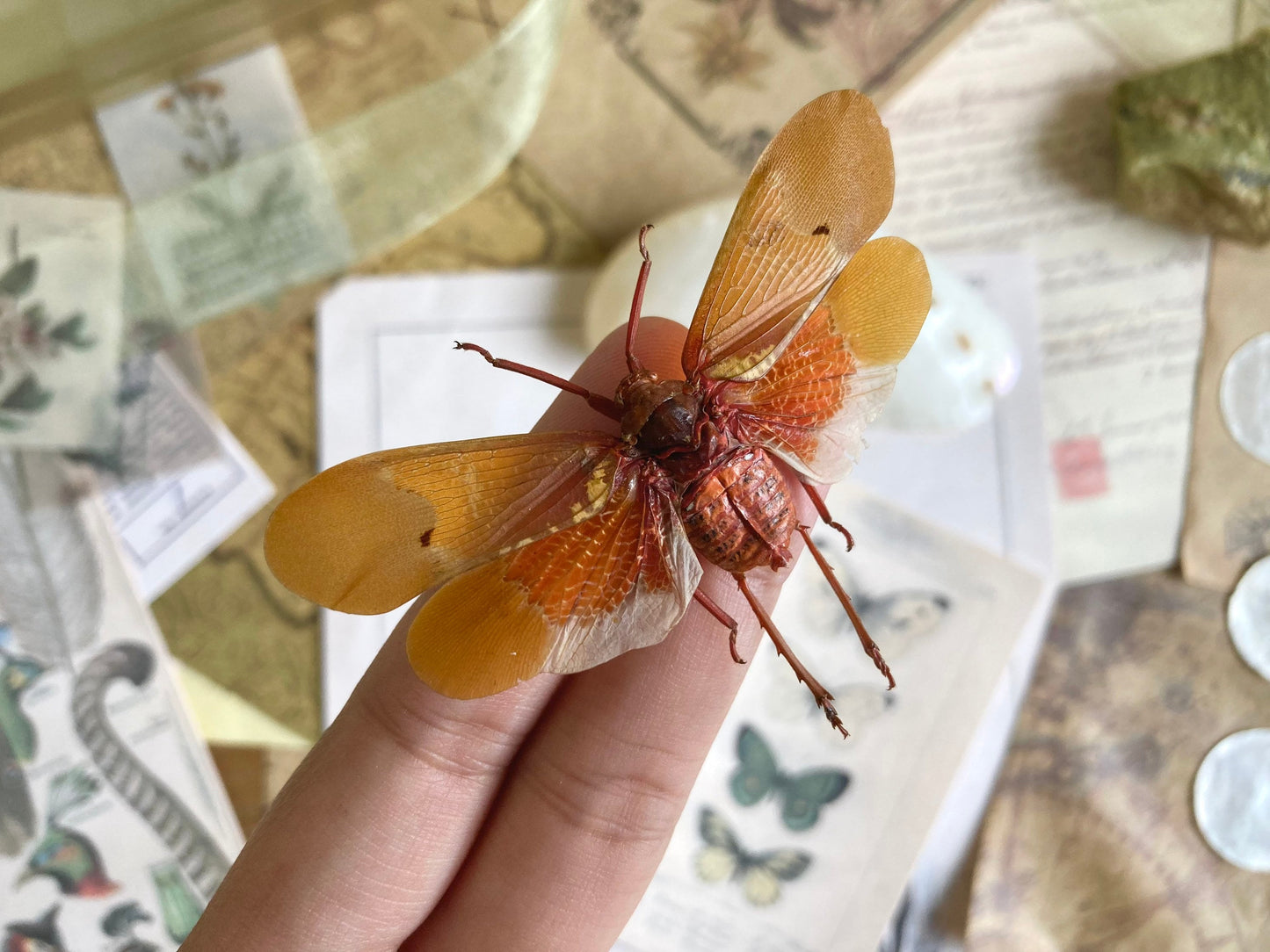 Sunburst Lanternfly Spread and Ready to Mount, Orange Wing Lanternfly, Orange Plant Hopper, Entomology, Real insect, Scamandra sanguiflua