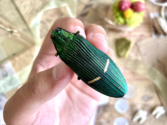 Catoxantha opulenta, green buprestid beetle Malaysia, Entomology, Large beetle