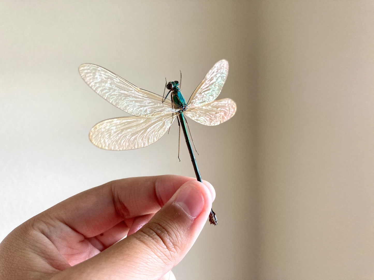 Neurobasis kaupi Spread, Sulawesi, FEMALE, Real Dragonfly, Entomology, Real insect, Spread Damselfly