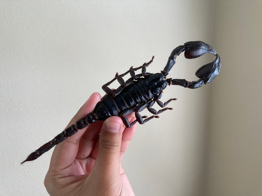 Heterometrus Laoticus Giant Emperor Scorpion, Thailand, Giant Scorpion, Real large Scorpion, Entomology, Arachnids
