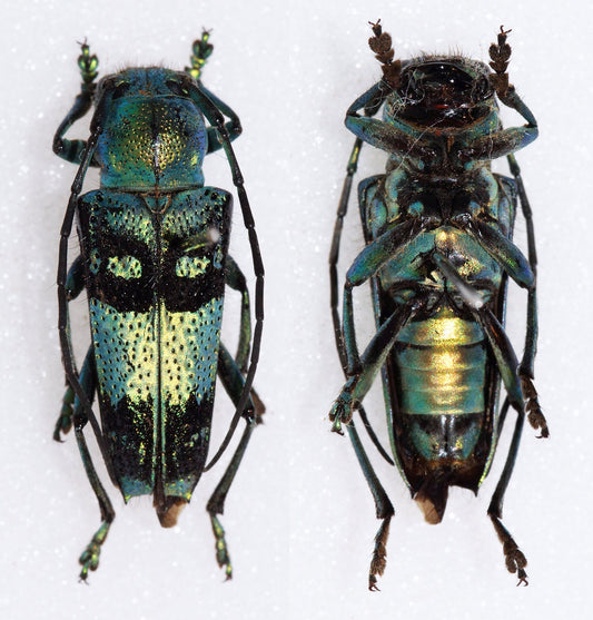 Pretty blue green Longhorned Beetle, Glenea celestis, Beetle, Entomology, real Insect, Blue beetle, Green beetle