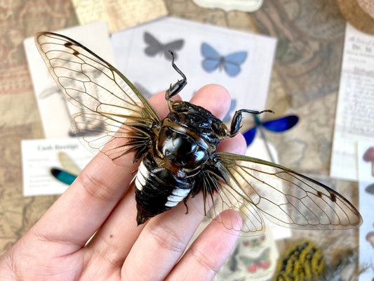 Cryptotympana Acuta - Black Clearwing Cicada - Java Indonesia - Entomology - Specimen