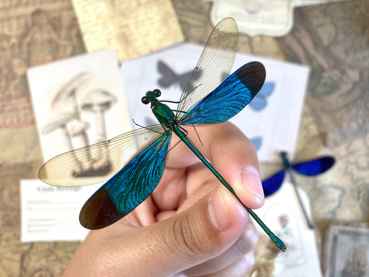 Neurobasis chinensis Spread,E.Java, Green Dragonfly, Colorful damselfly