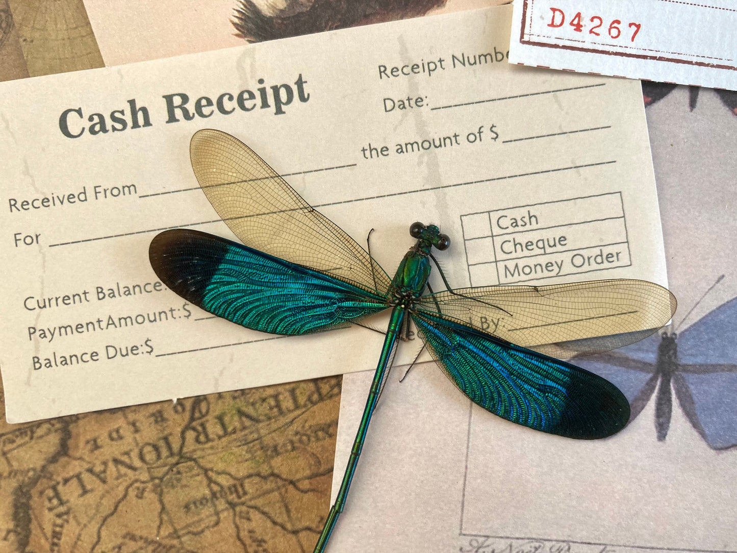 Neurobasis chinensis Spread,E.Java, Green Dragonfly, Colorful damselfly