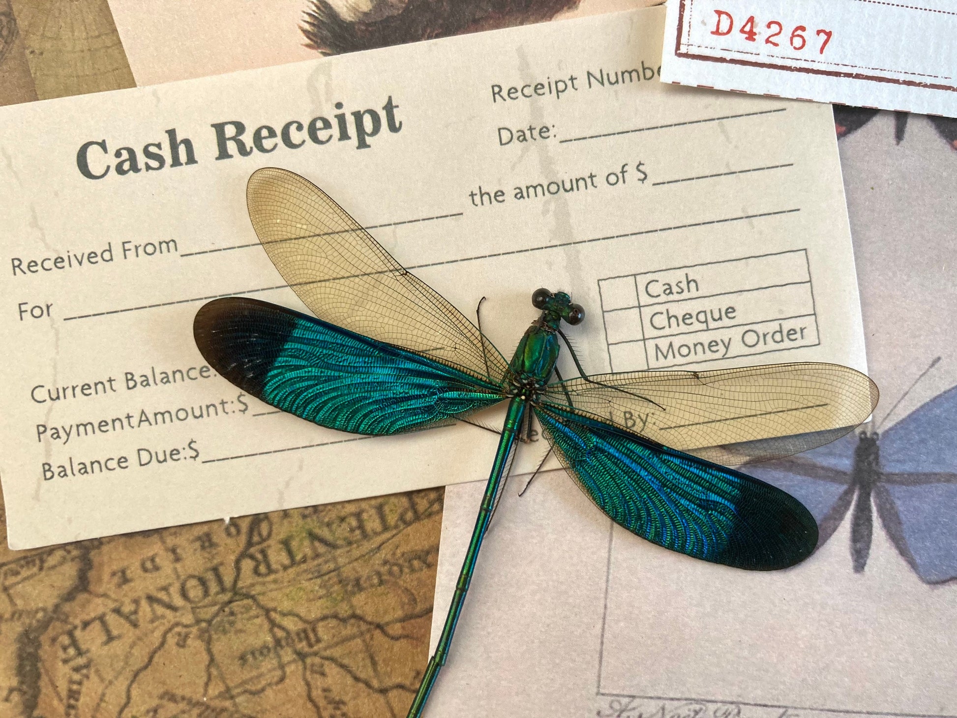 Neurobasis chinensis Spread,E.Java, Green Dragonfly, Colorful damselfly